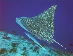 Spotted Eagleray, Cozumel dive site called Palancar Caves... by Garry Rogers 